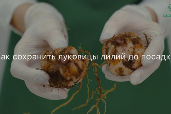Ссылка на кракен шоп