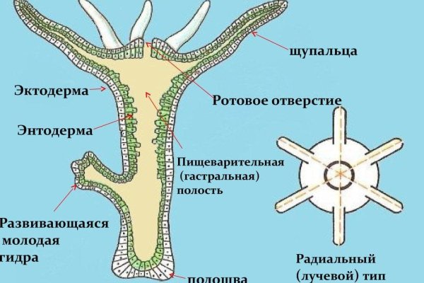 Kraken com зеркало