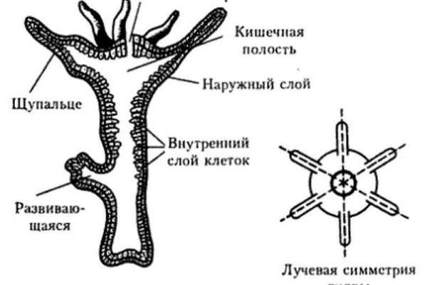 Какая ссылка у кракена